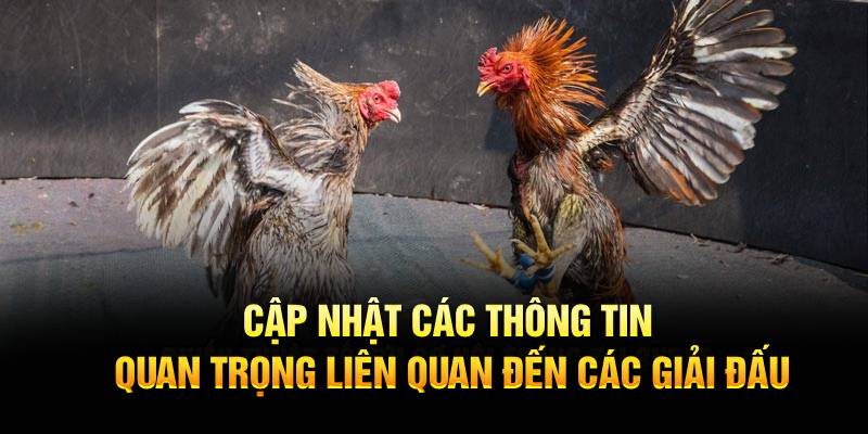 Cập nhật các thông tin quan trọng liên quan đến các giải đấu