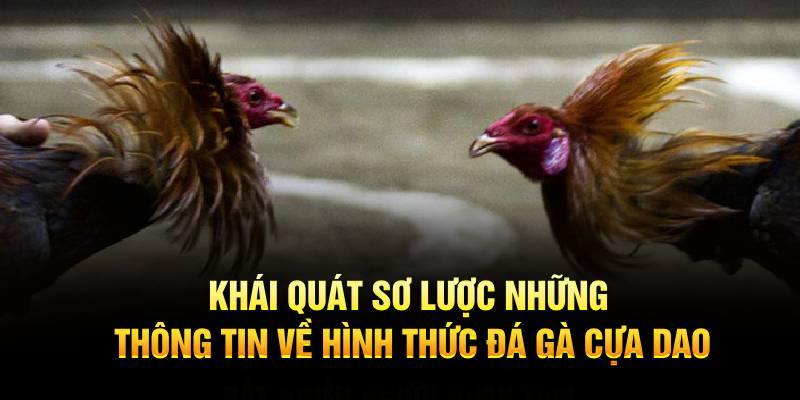 Khái quát sơ lược những thông tin về hình thức đá gà cựa dao