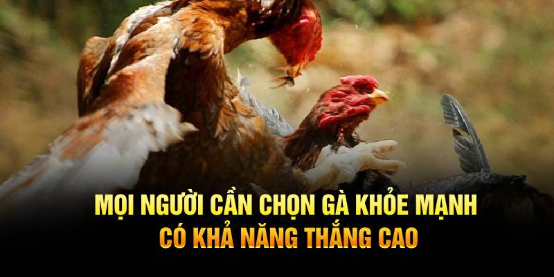 Mọi người cần chọn gà khỏe mạnh có khả năng thắng cao