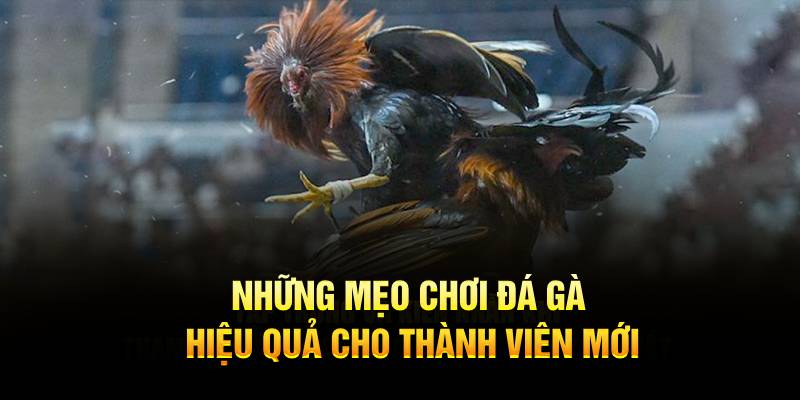 Những mẹo chơi đá gà hiệu quả cho thành viên mới