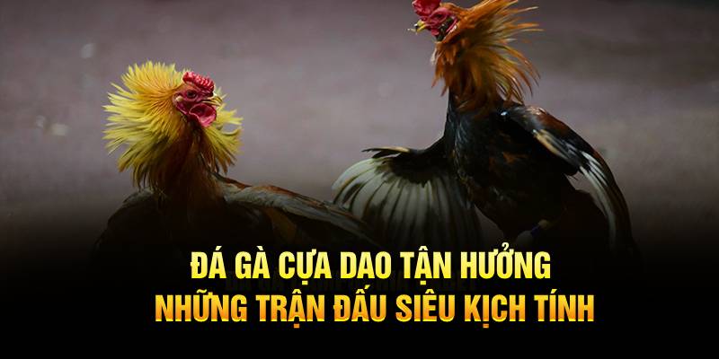 đá gà cựa dao