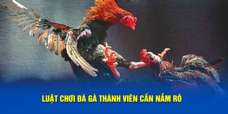 Luật chơi đá gà thành viên cần nắm rõ