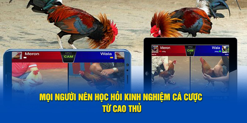 Mọi người nên học hỏi kinh nghiệm cá cược từ cao thủ