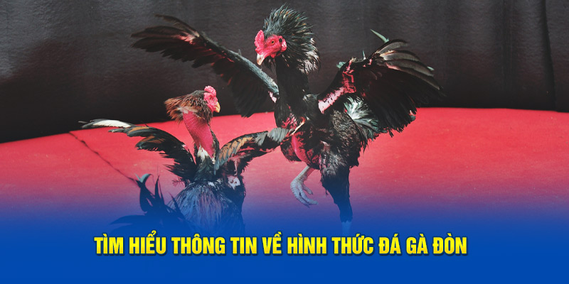 Tìm hiểu thông tin về hình thức đá gà đòn